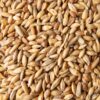 Barley Grain